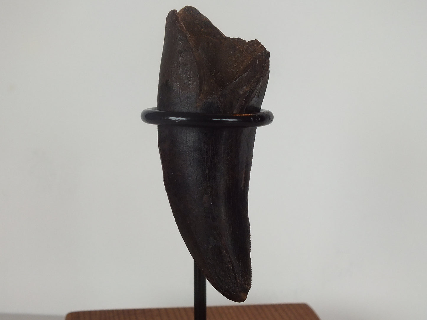 2.75" Tyrannosaurus Tooth (Judith River)