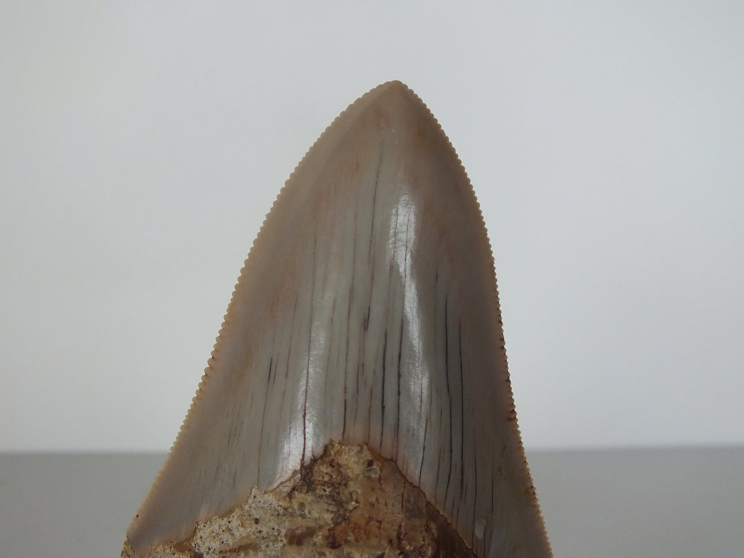 3.11" Megalodon Tooth (Indonesia)