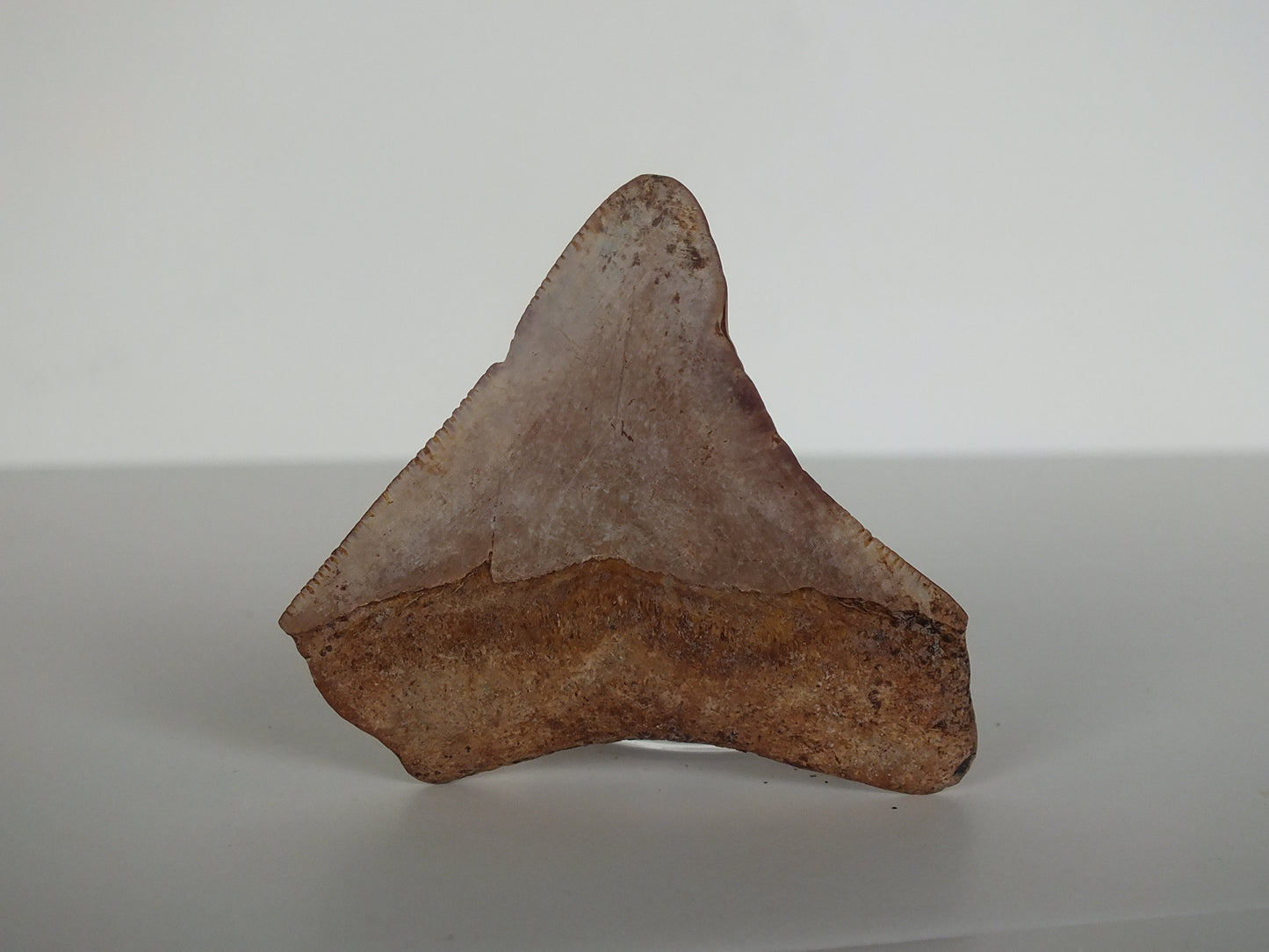 2.02" Megalodon Tooth (Georgia)