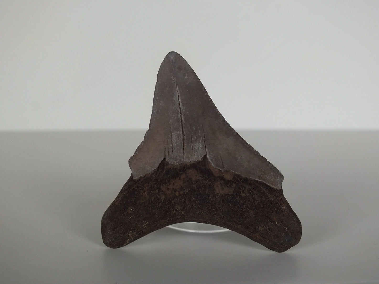2.16" Megalodon Tooth (Georgia)