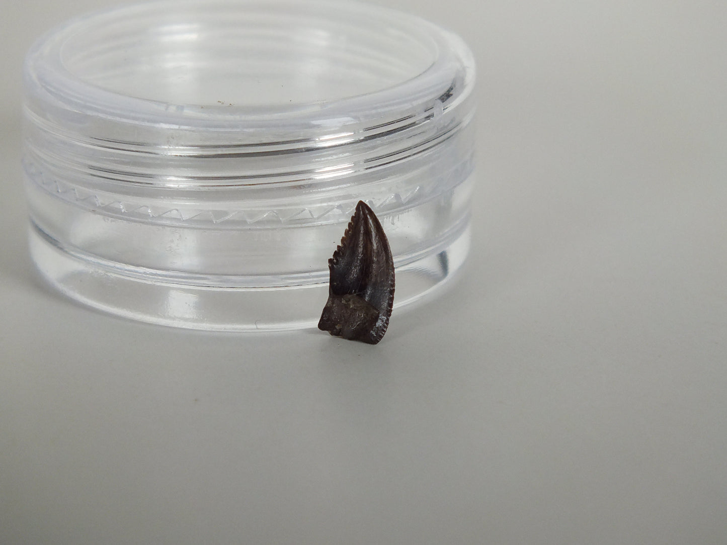 0.34" Troodon Formosus Tooth (Judith River)