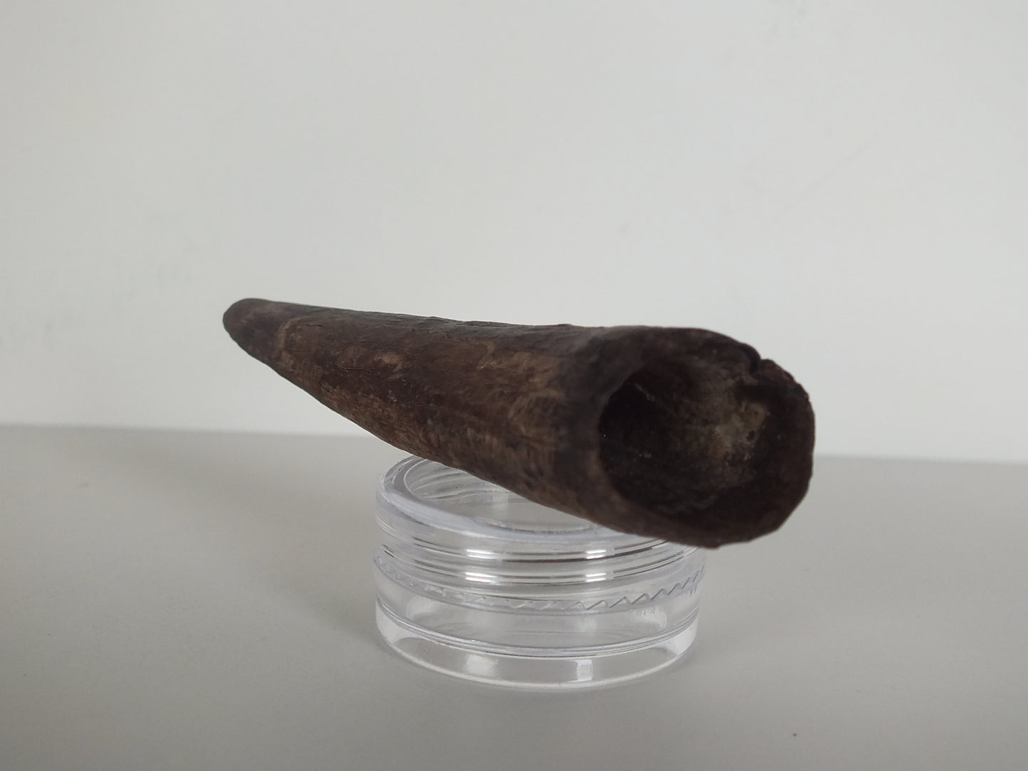2.61" Pygmy Sperm Whale Tooth Fossil