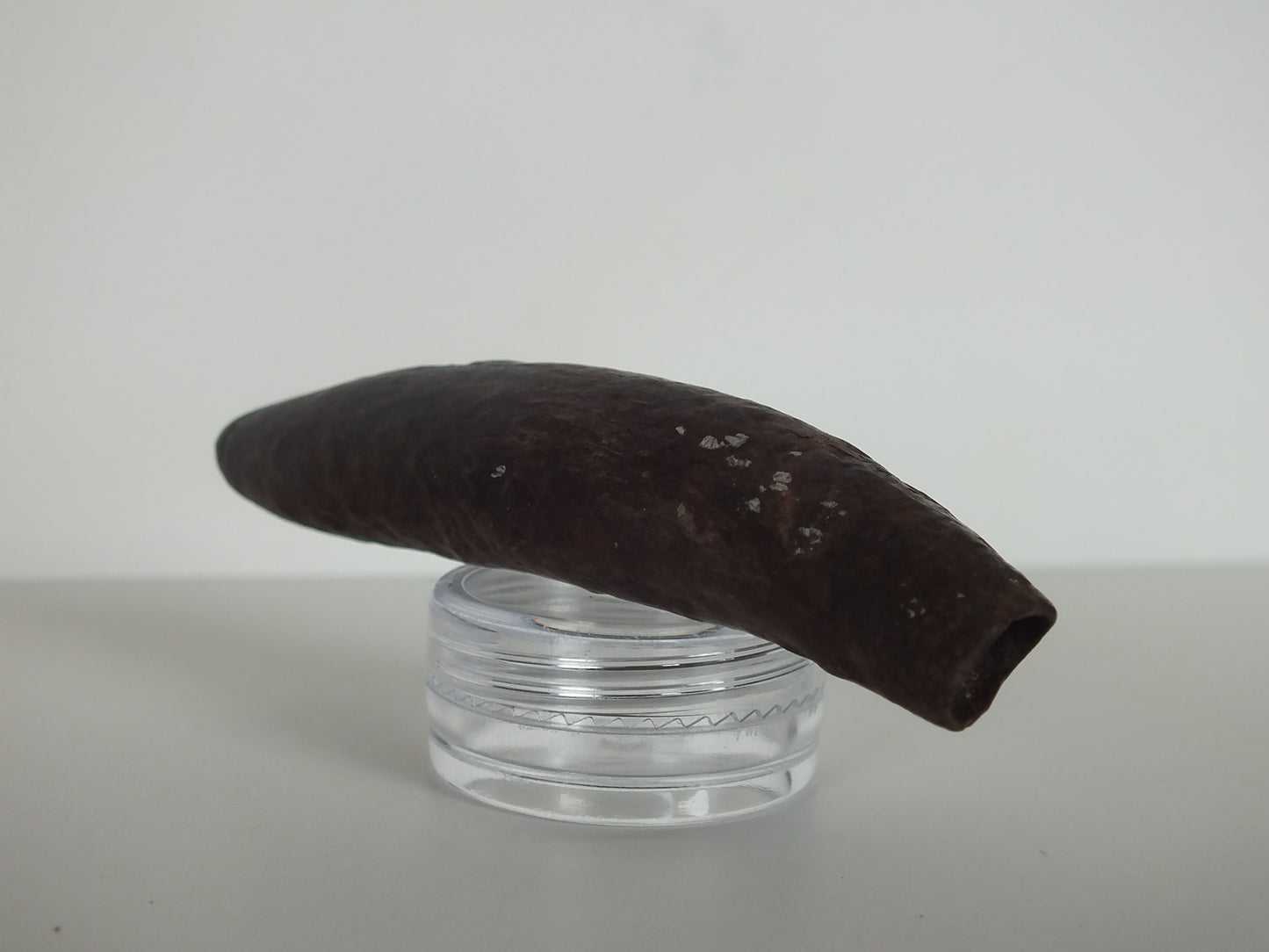 2.98" Pygmy Sperm Whale Tooth Fossil