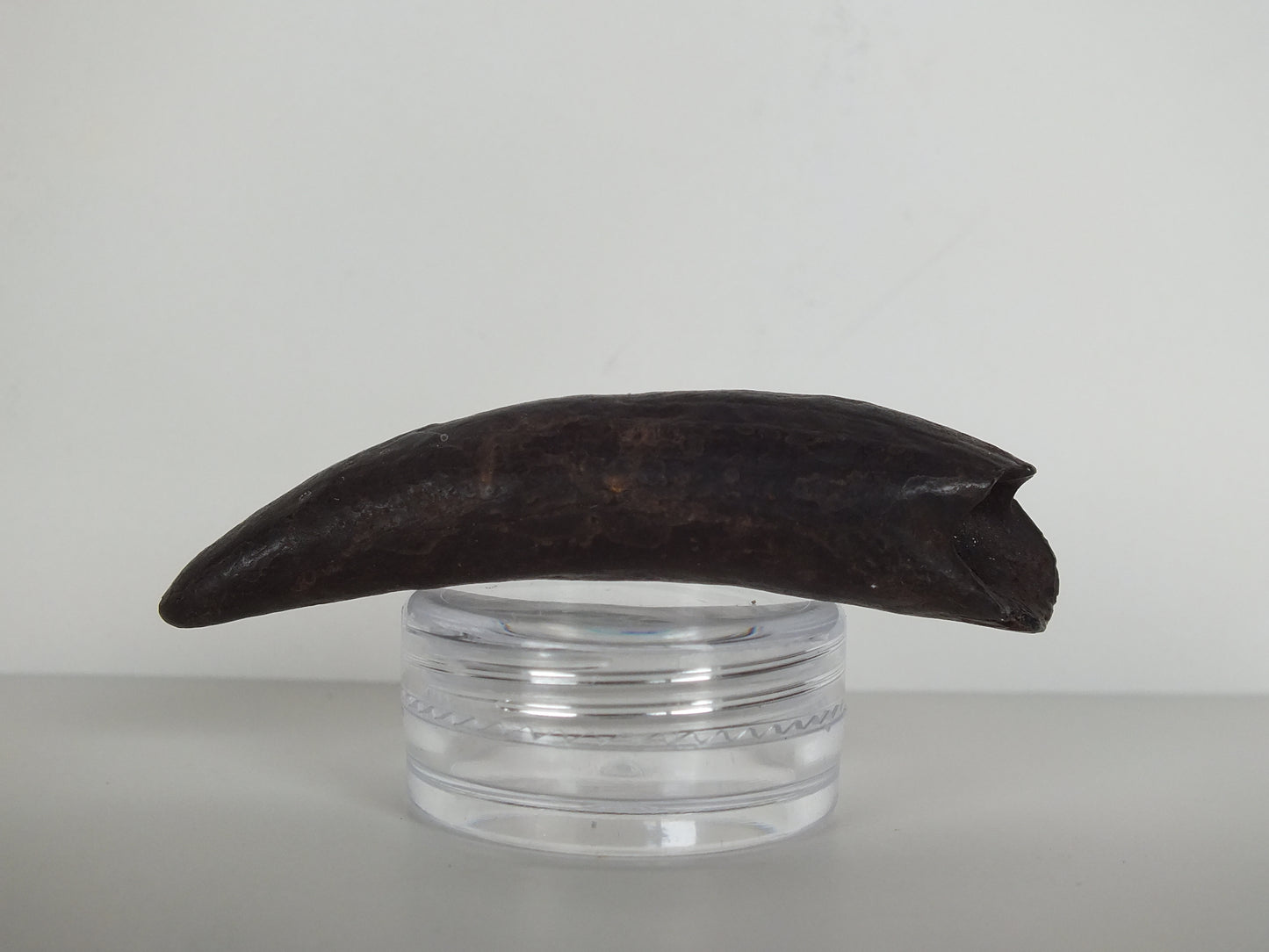 2.37" Pygmy Sperm Whale Tooth Fossil