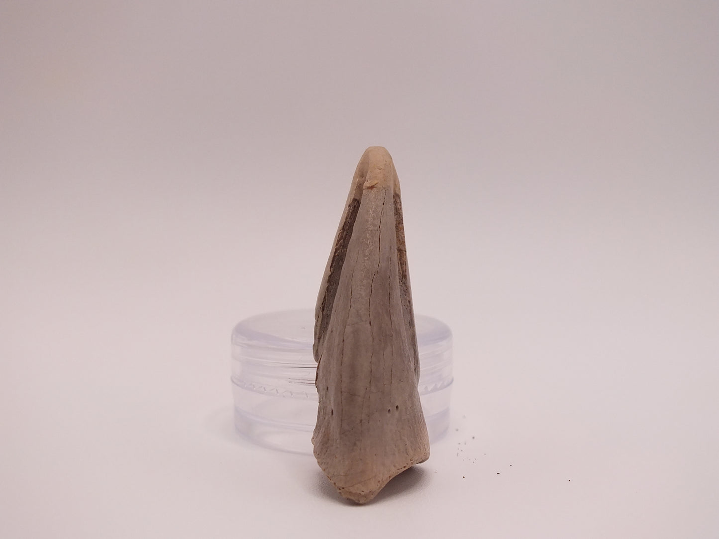 1.68" Ornithomimus Claw (Judith River)