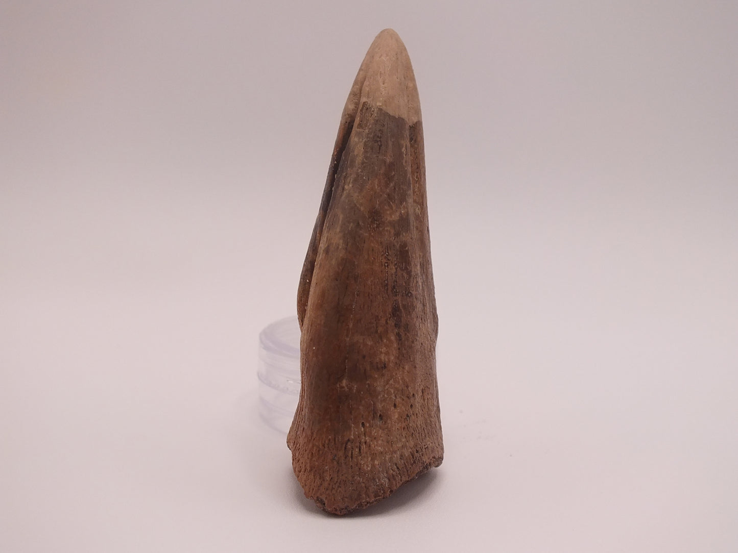 2.69" Ornithomimus Claw (Judith River)