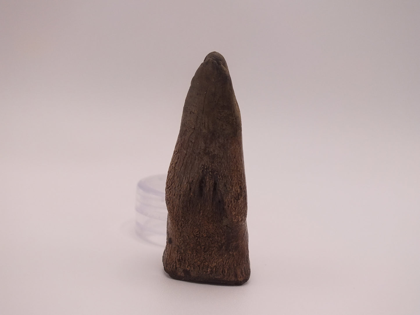 1.97" Ornithomimus Claw (Judith River)