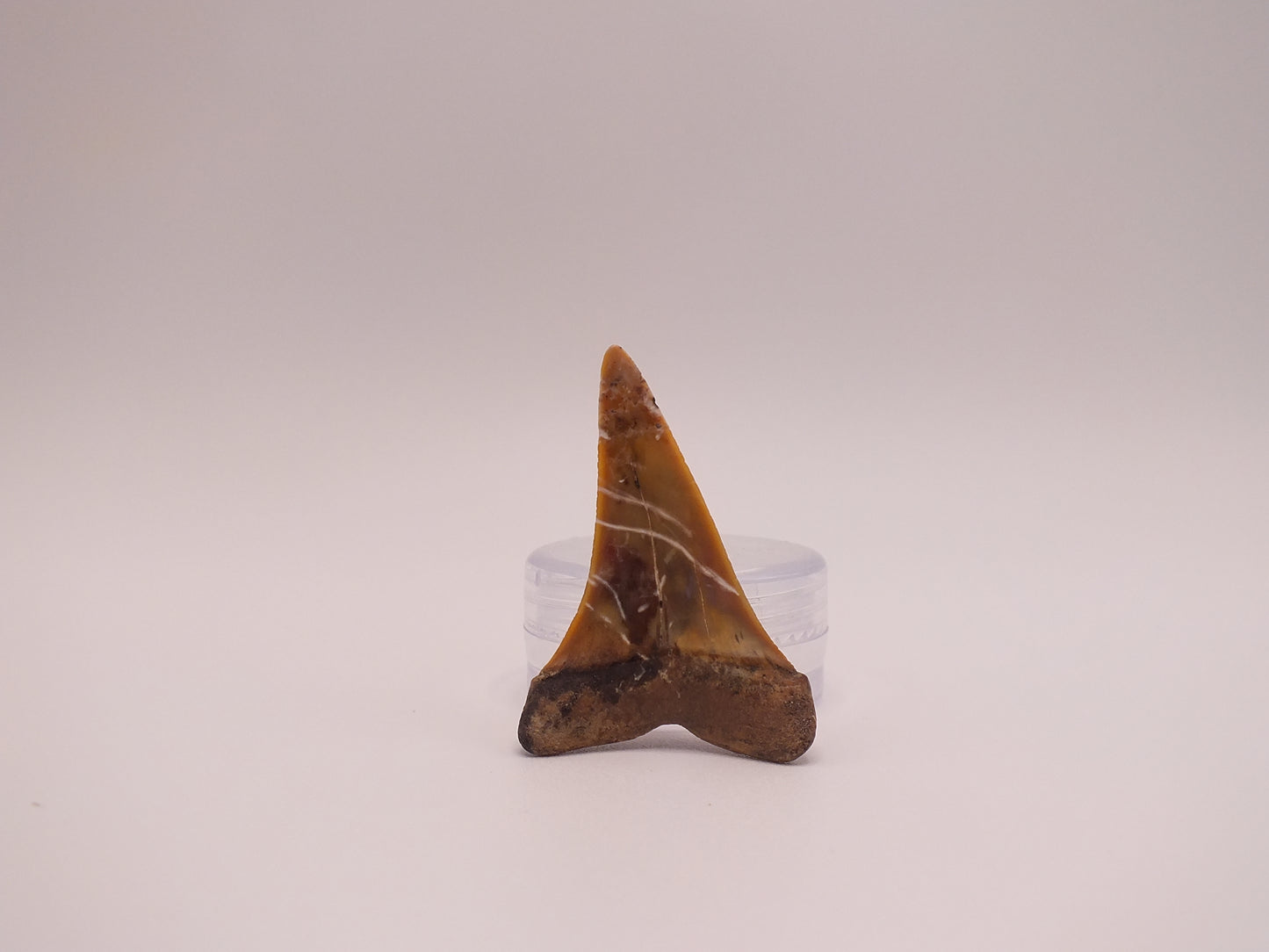 1.51"Carcharodon Hastalis (SharkTooth Hill)