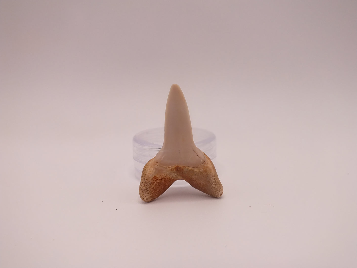 1.4" Carcharodon Planus (Sharktooth Hill)