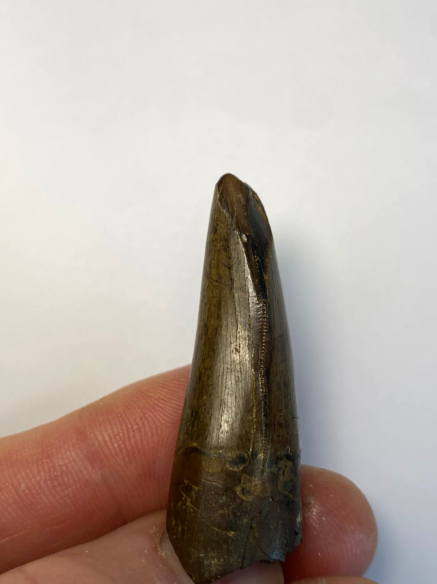 2" Tyrannosaur Tooth (Judith River)