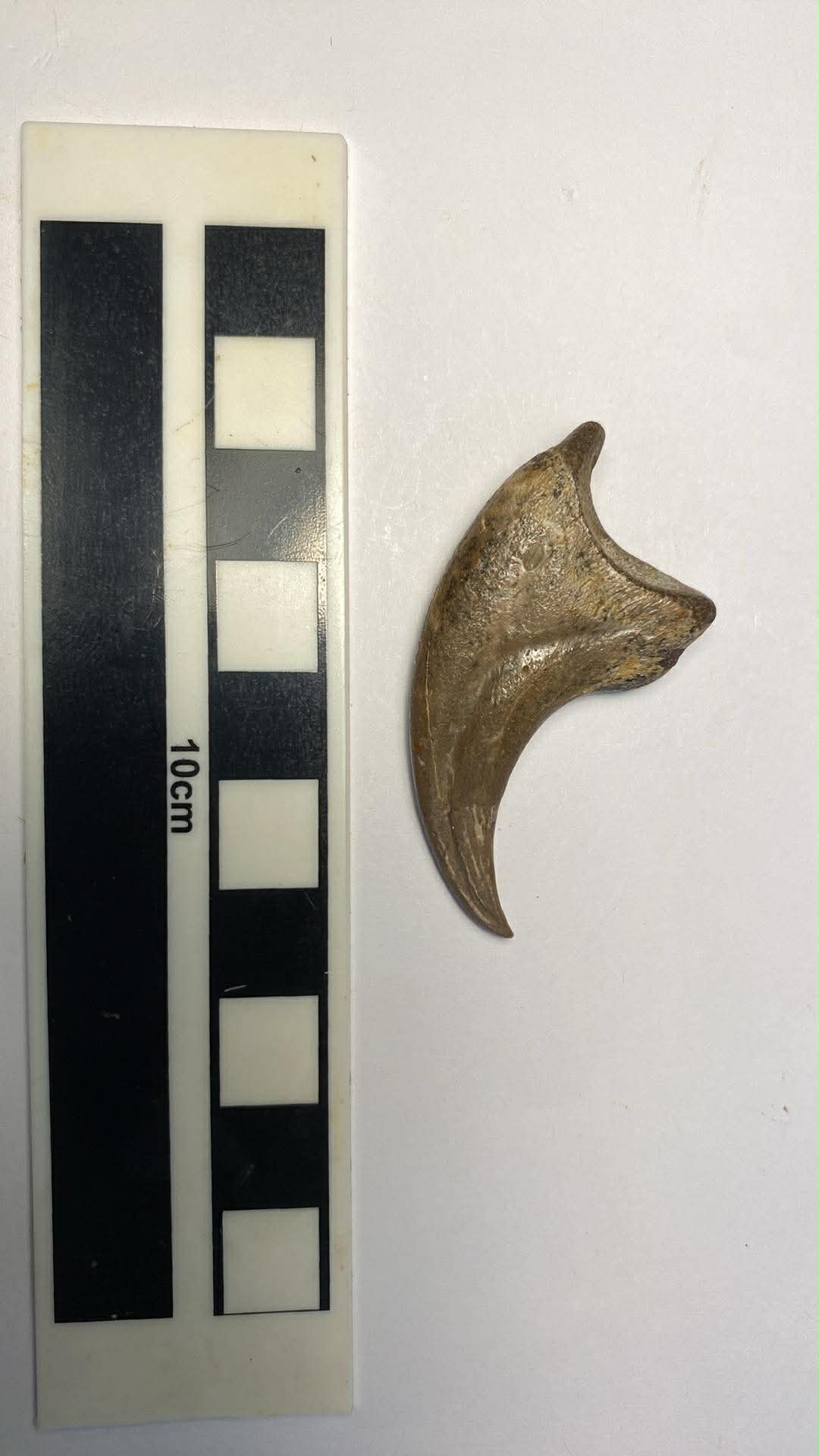2.16" Dromaeosaurus Kiling Claw (Judith River)