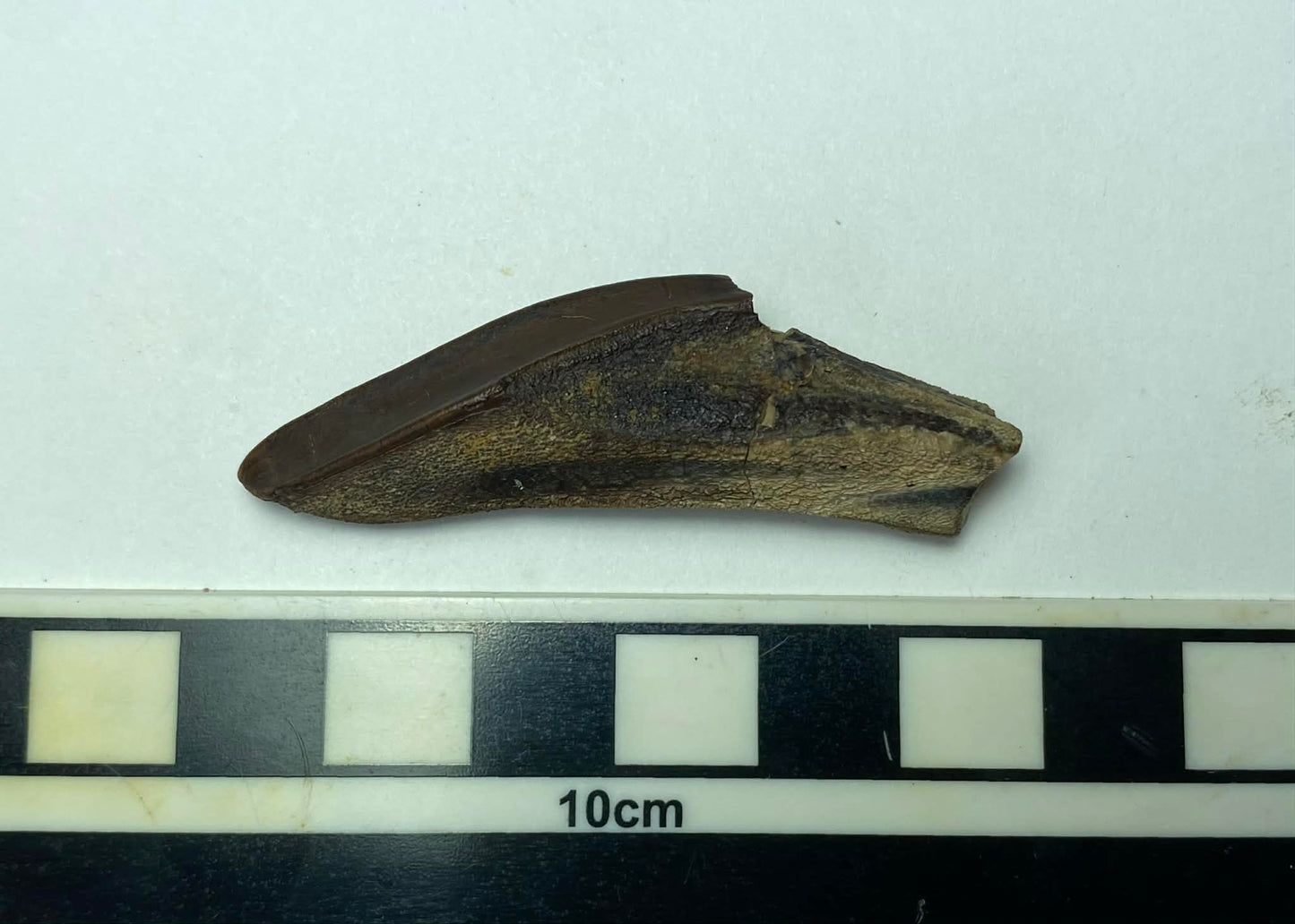 2.18" Hadrosaurus Tooth (Judith River)