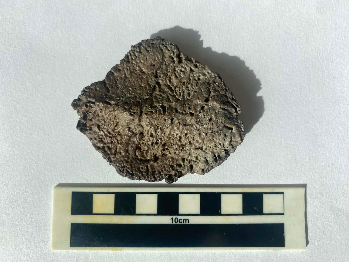 3" Ankylosaurus Scute (Judith River)