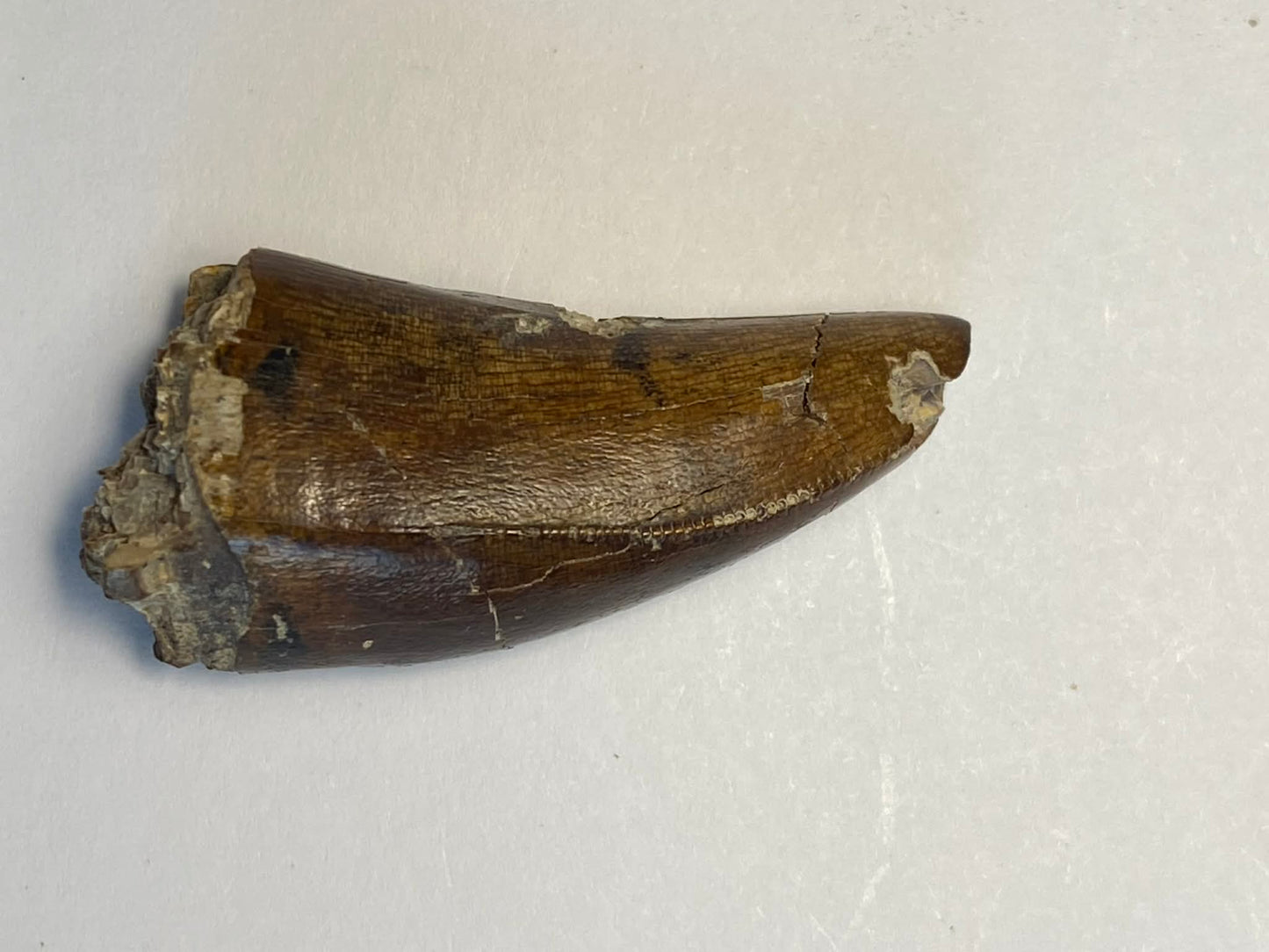 1.5" Tyrannosaur Tooth W/ Cavity (Judith River)