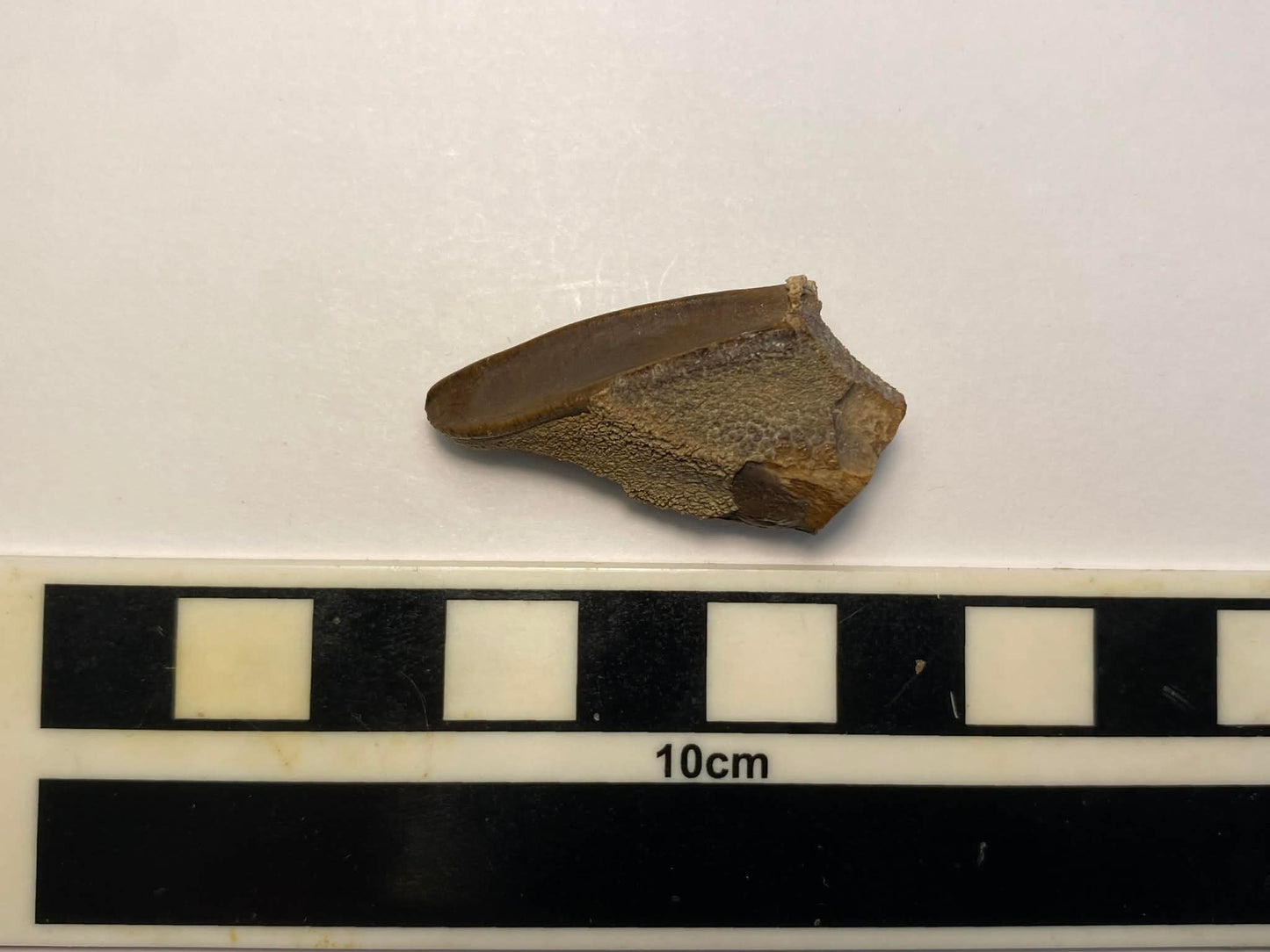 1.375" Hadrosaurus Tooth (Judith River)