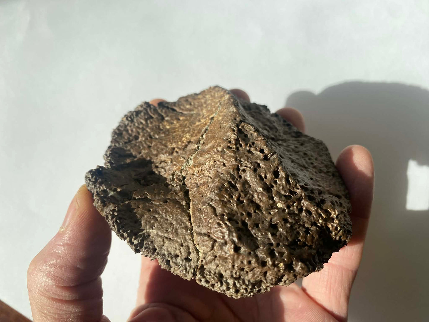 4" Ankylosaurus Scute (Judith River)