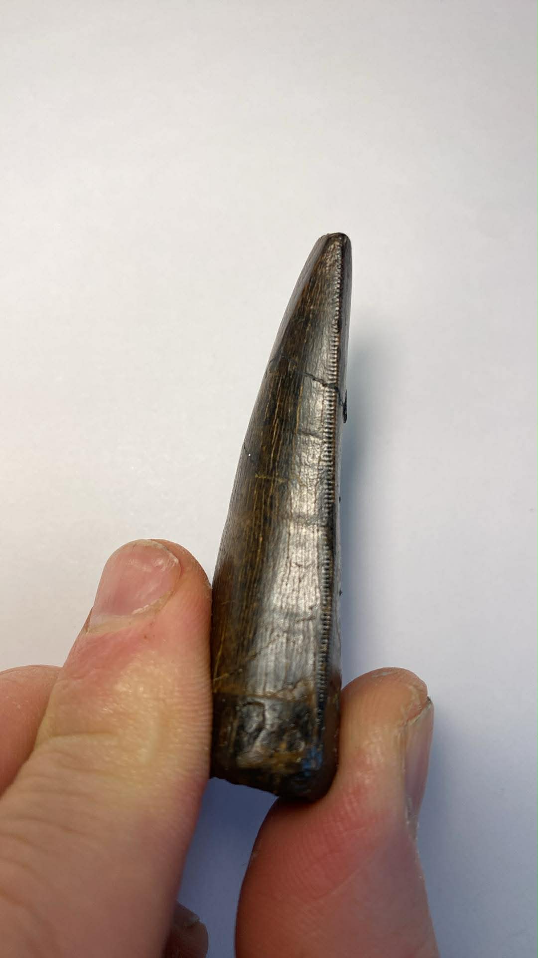 2.5" Tyrannosaurus Tooth (Judith River)