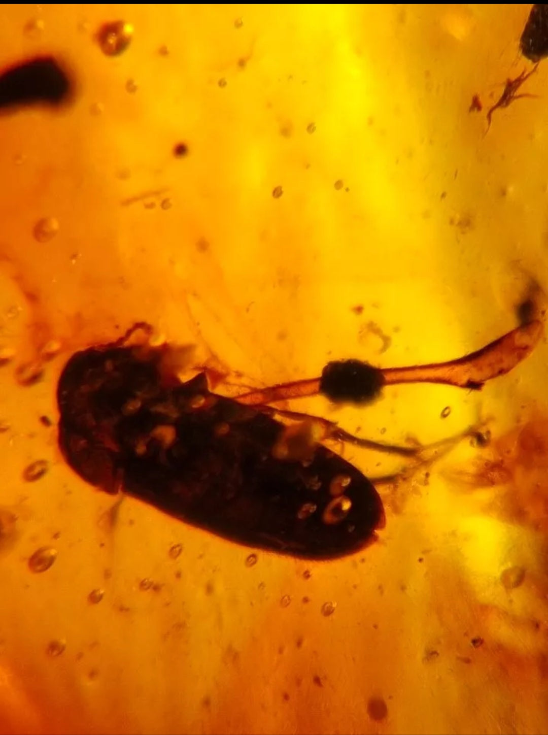 Beetle W/ Leaf material in Burmese Amber