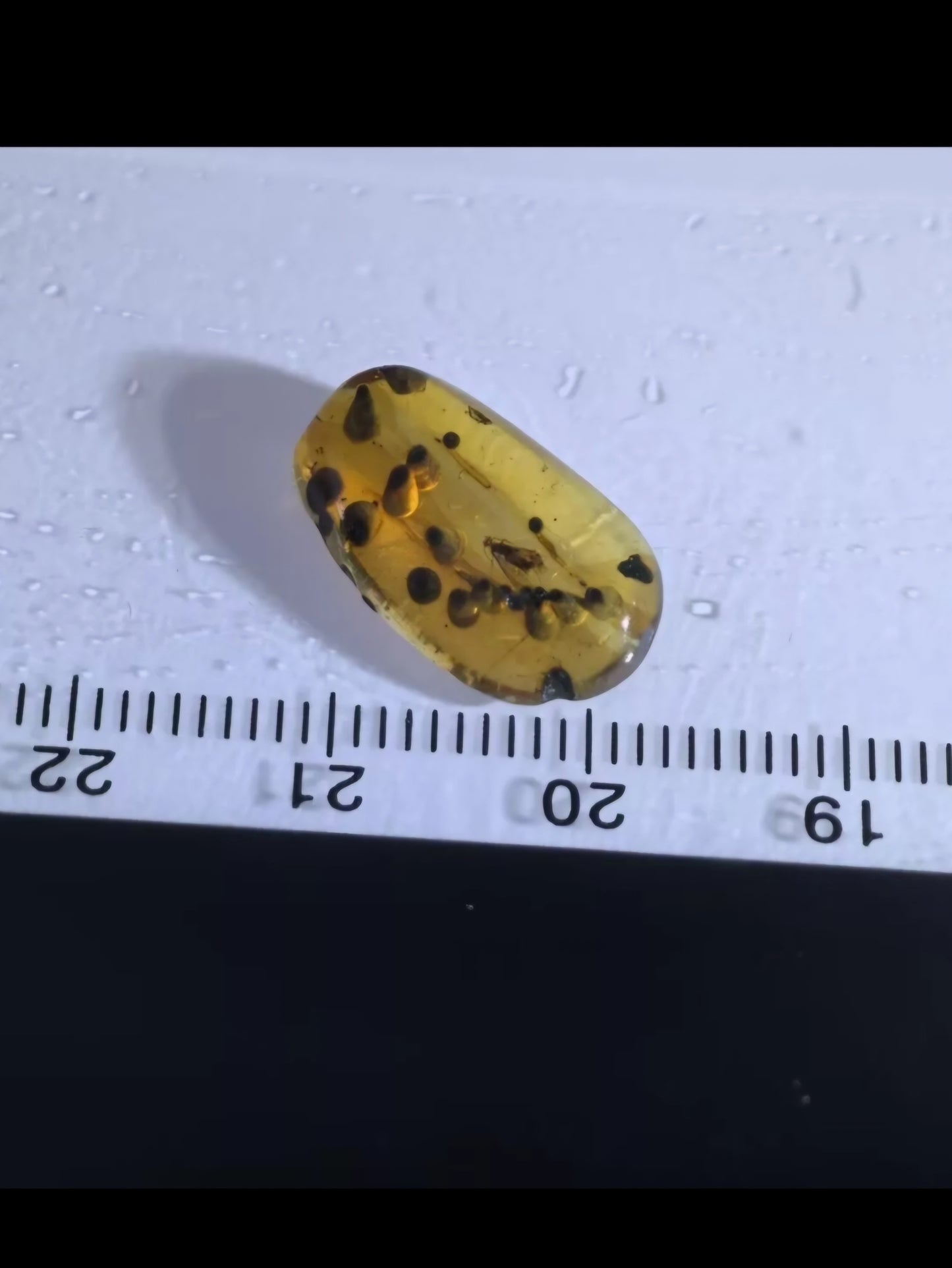 Cadis Fly W/ plant Spores In Burmese Amber