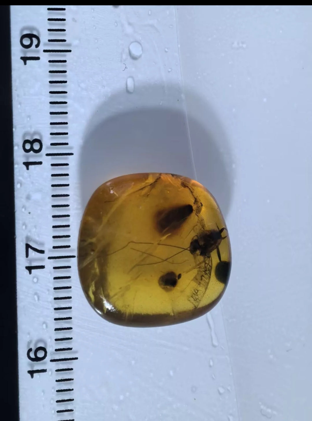 Roach Larvae In Burmese Amber