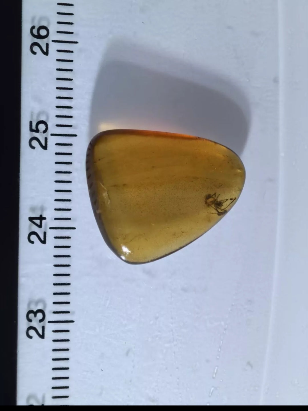 Spider In Burmese Amber