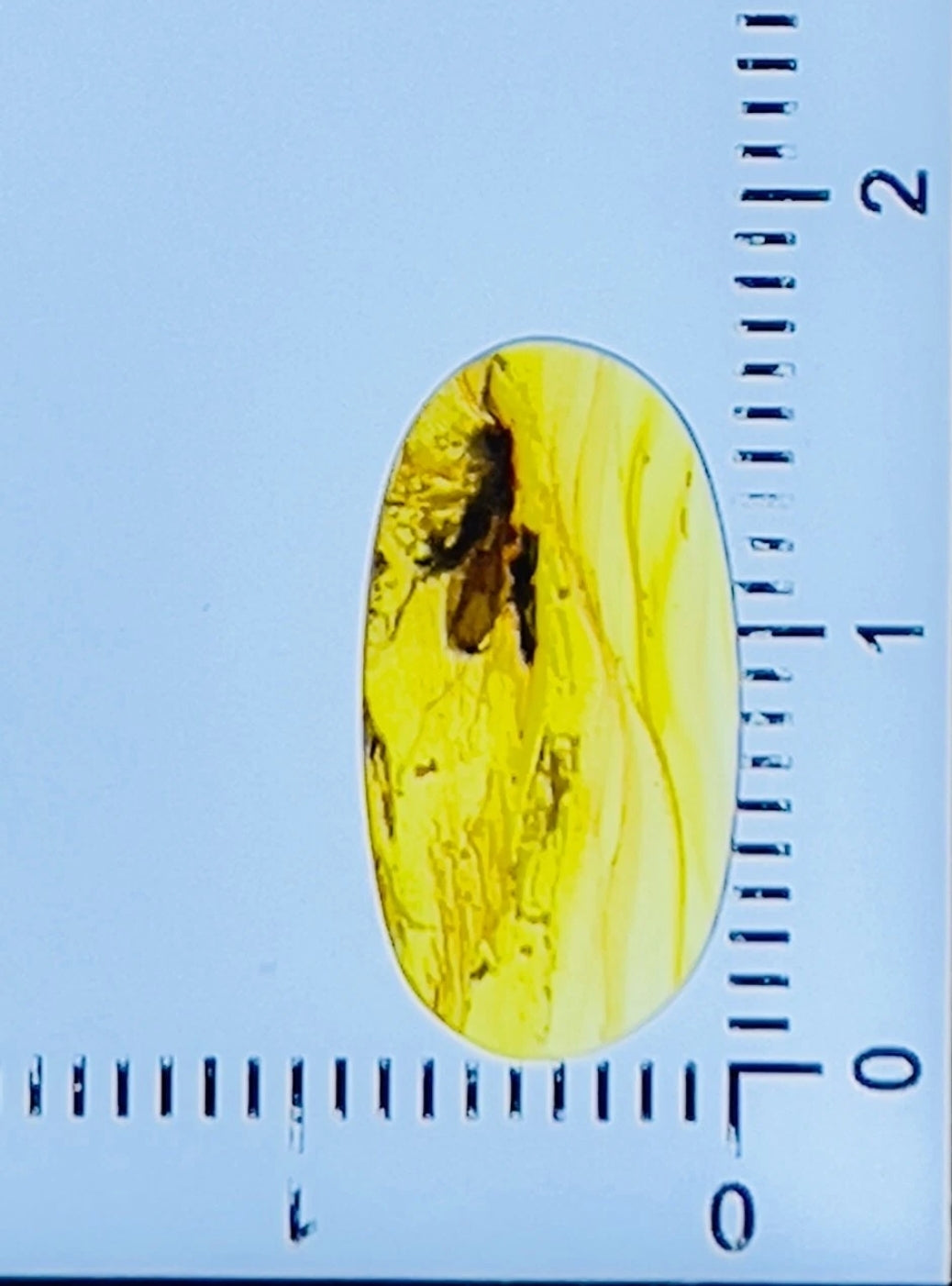 Unknown Species in Burmese Amber