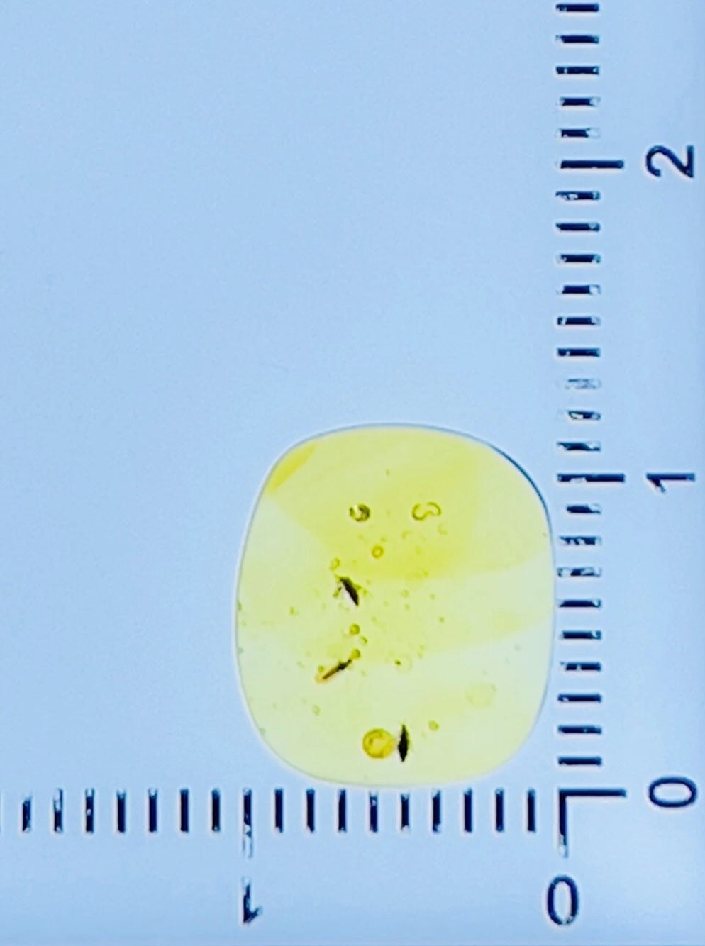 3 Bugs In Burmese Amber