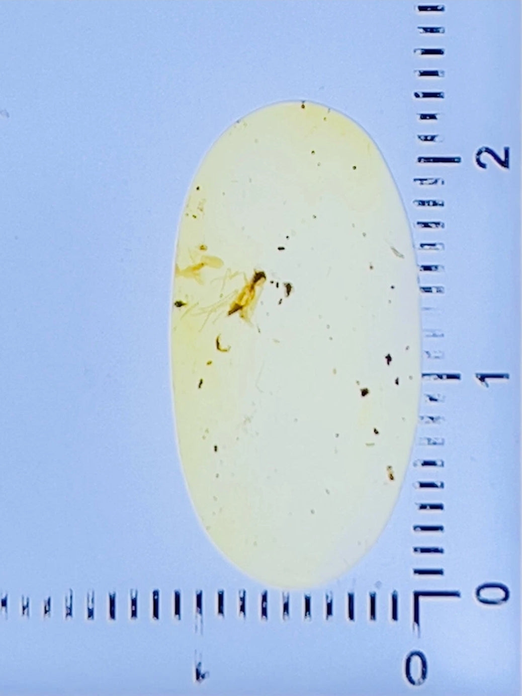 Fly in Burmese Amber
