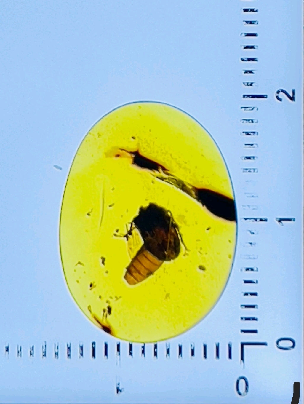 Roach in Burmese Amber