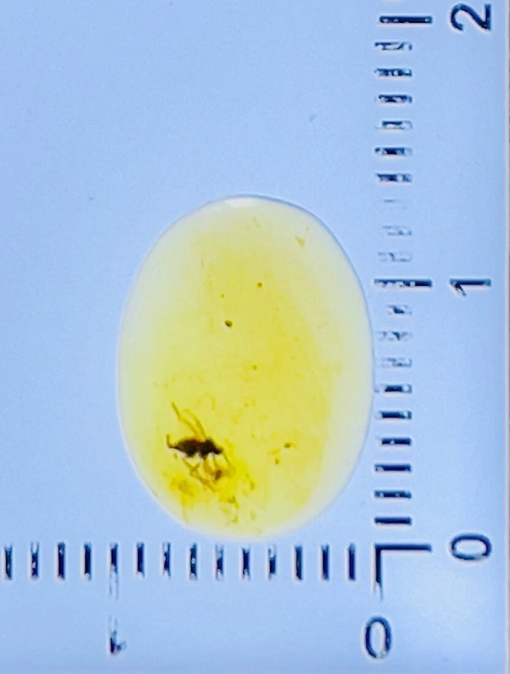 Barklice in Burmese Amber