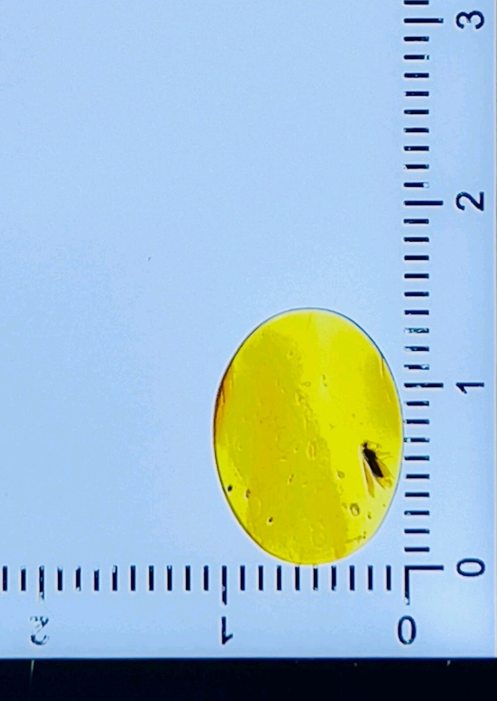 Stonefly in Burmese Amber