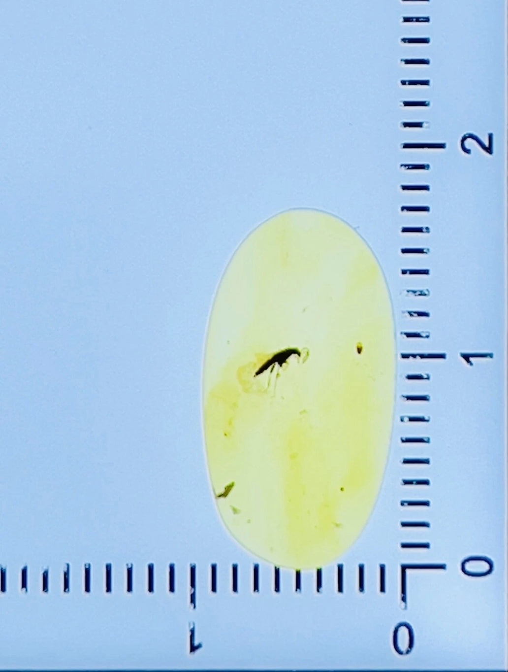 Paederus Beetle in Burmese Amber