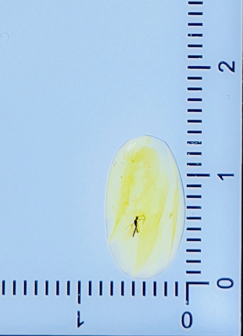 Wasp in Burmese Amber