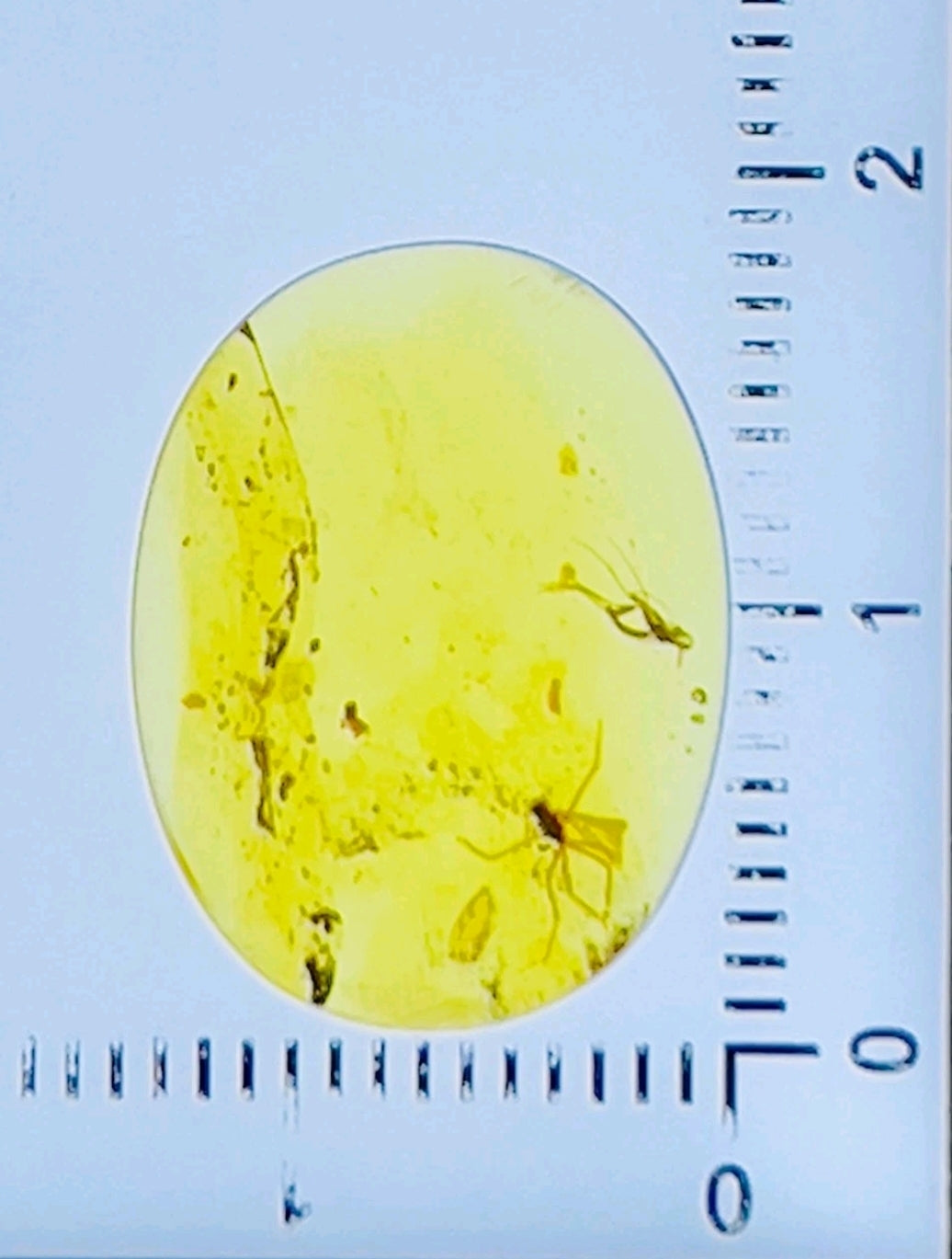 Mosquito in Burmese Amber