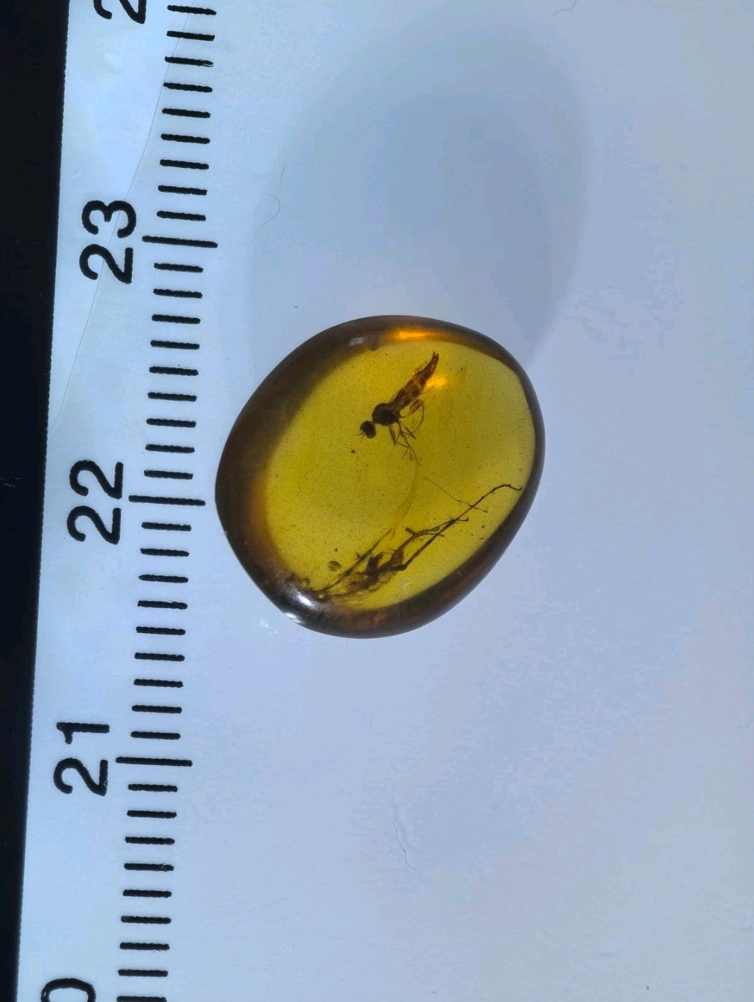 Fly and Roach Leg in Burmese Amber