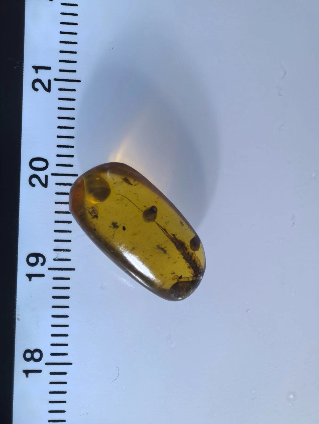 Silverfish in Burmese Amber