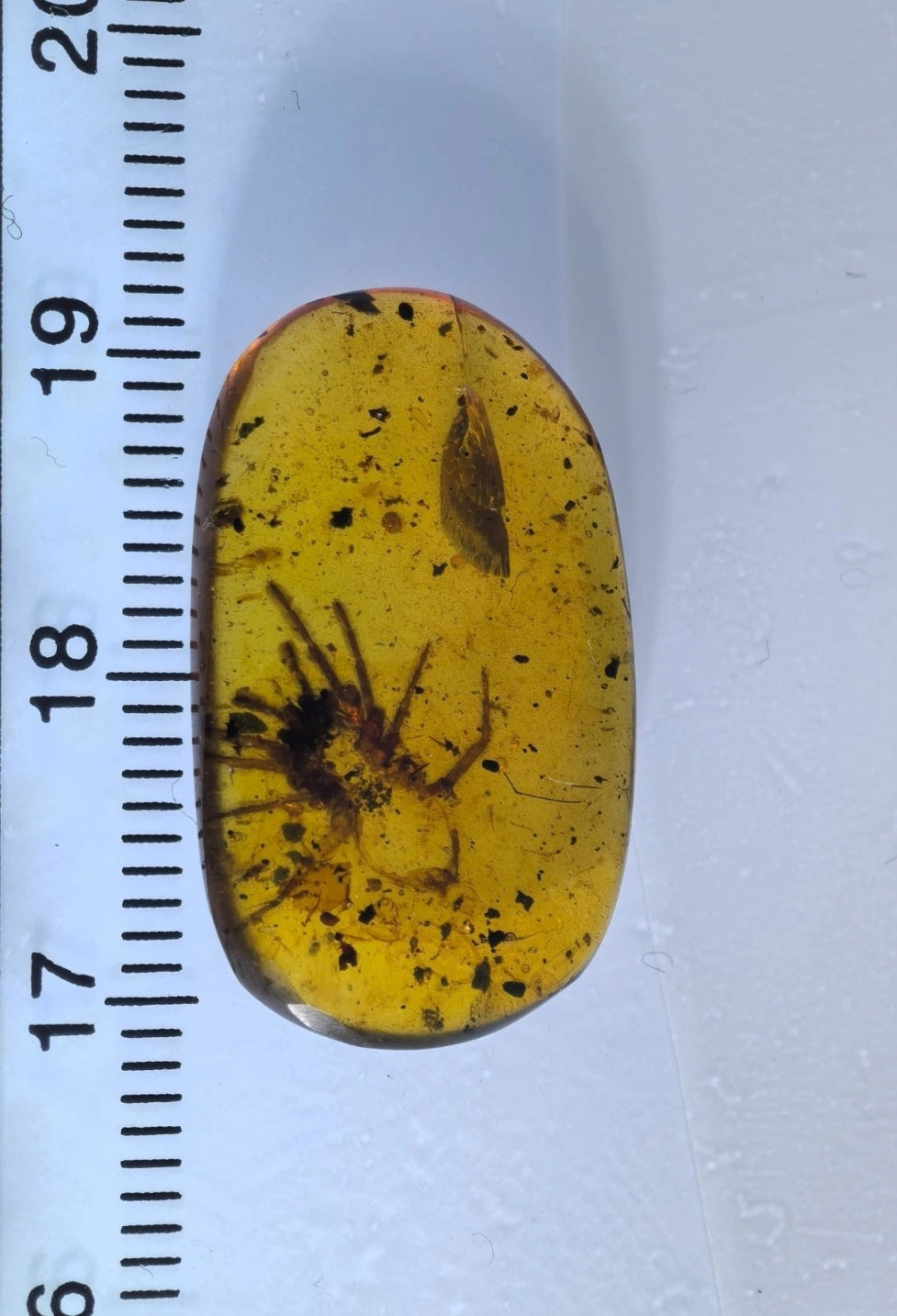 Large Arachnid in Burmese Amber