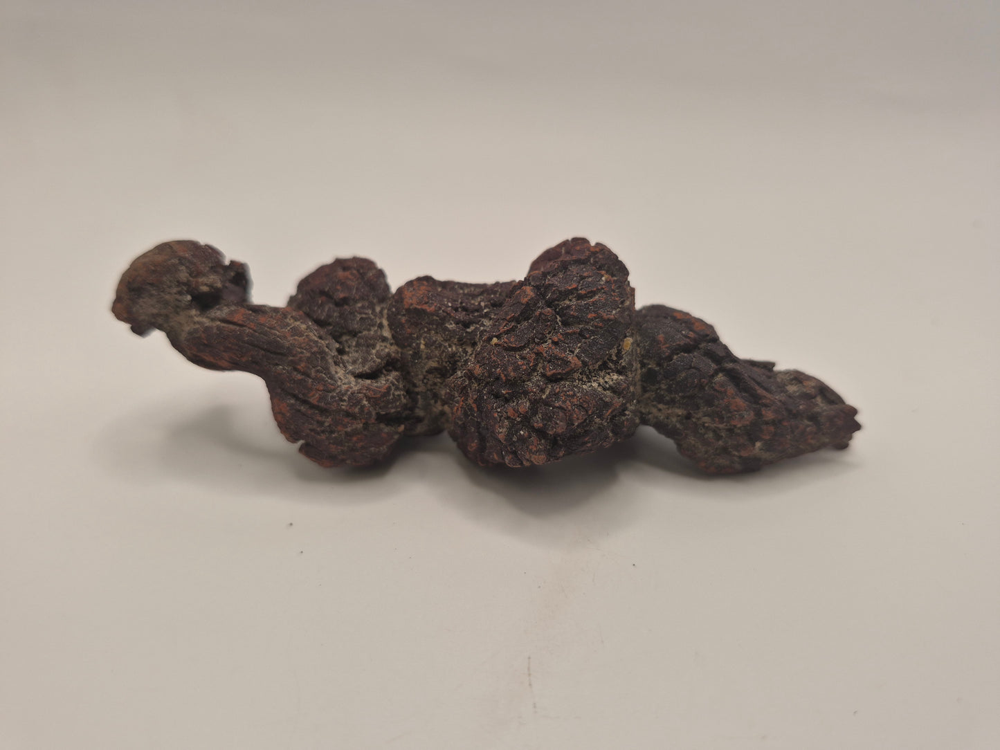 4.21" Coprolite (Madagascar)