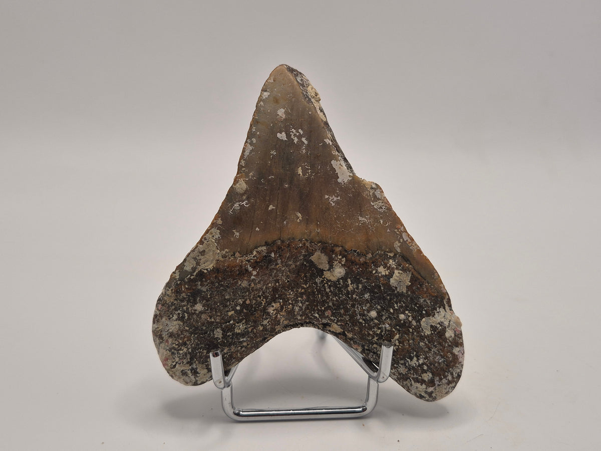 3.75" Megalodon Tooth (North Carolina)