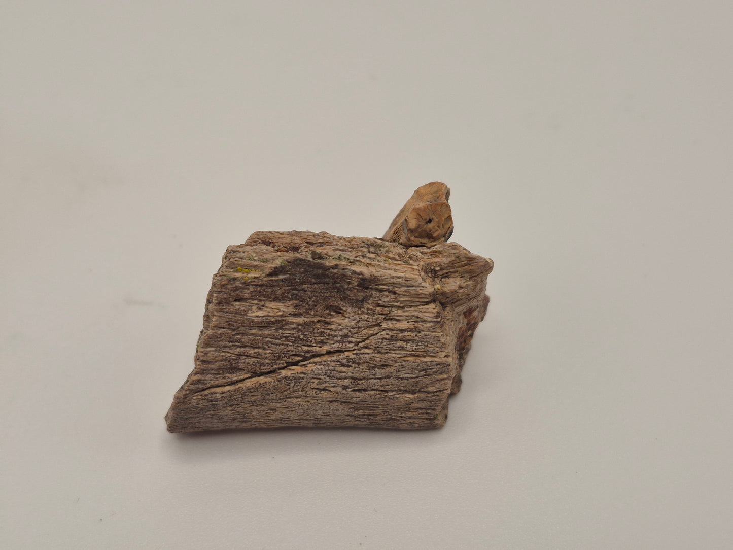 1.11" Hadrosaur Tooth W/ Jaw(Judith River)