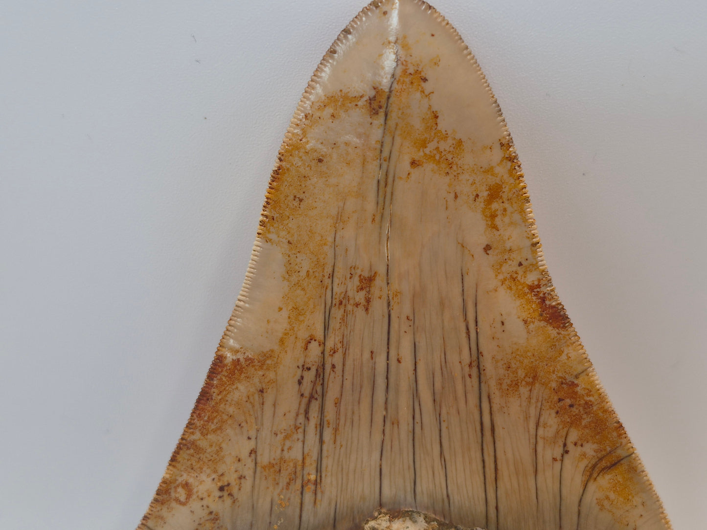 5.02" Megalodon Tooth(Indonesia)