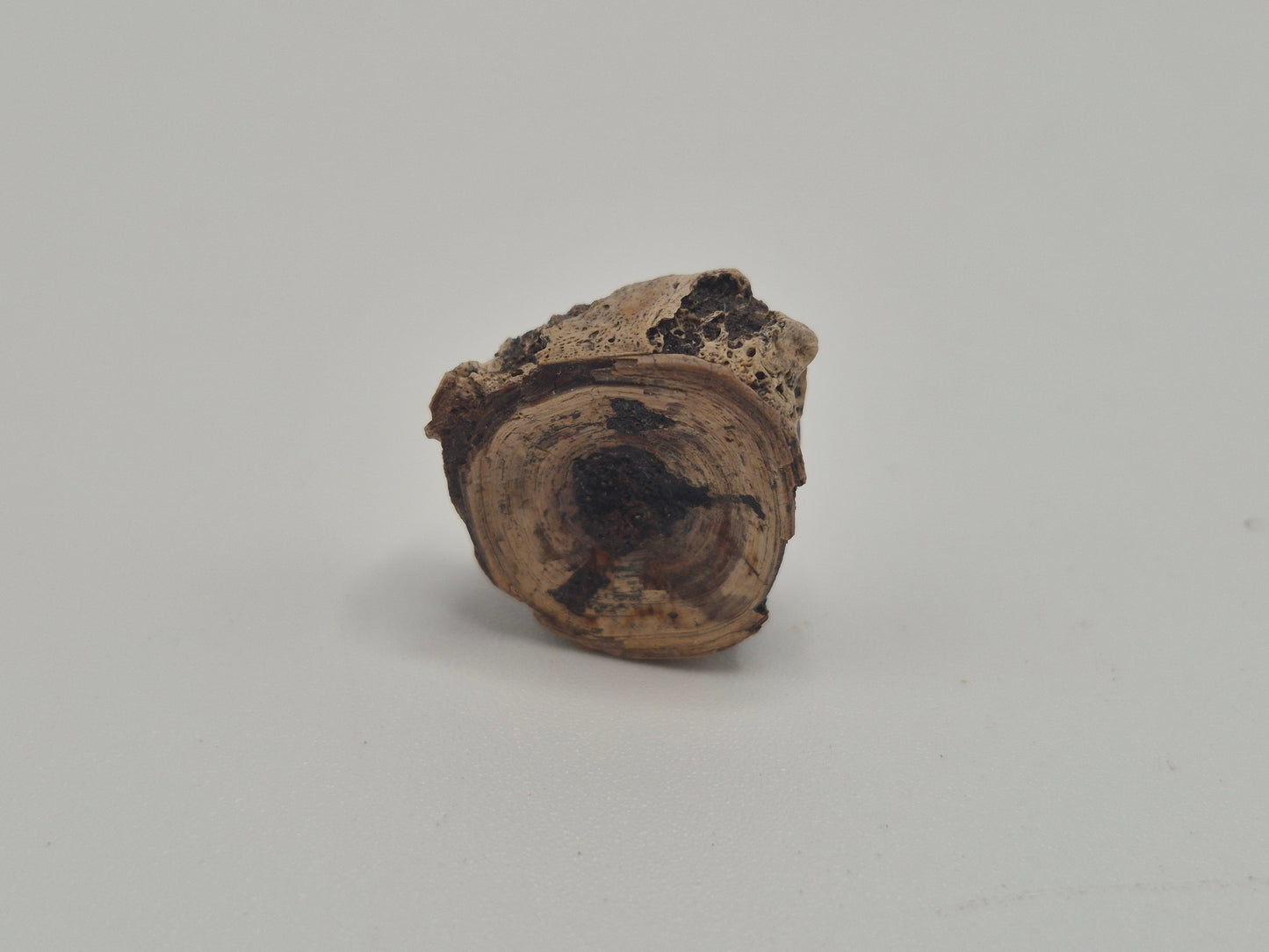 0.7" Amiidae (Bowfin) Fish Vertebra (Judith River)