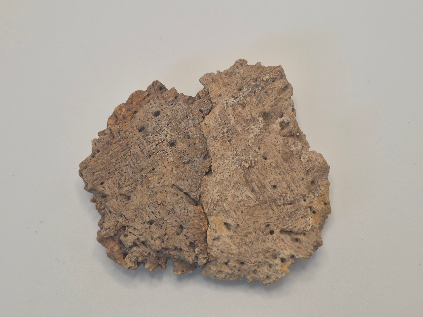 3.27" Ankylosaurus Scute(Judith River)