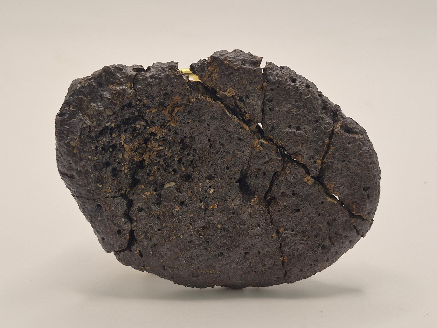 3.61" Ankylosaurus Spiked Scute (Judith River)