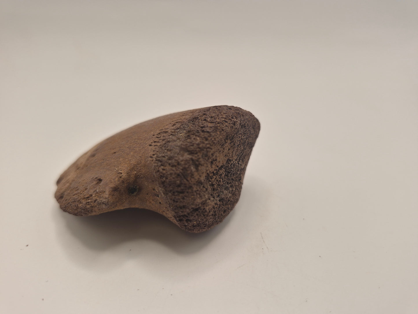 2.69" Hadrosaur Ungual (Judith River)