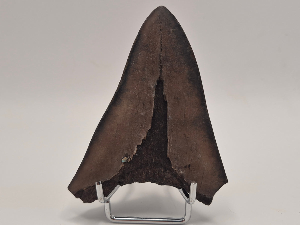 3.8" Megalodon Tooth (Georgia)