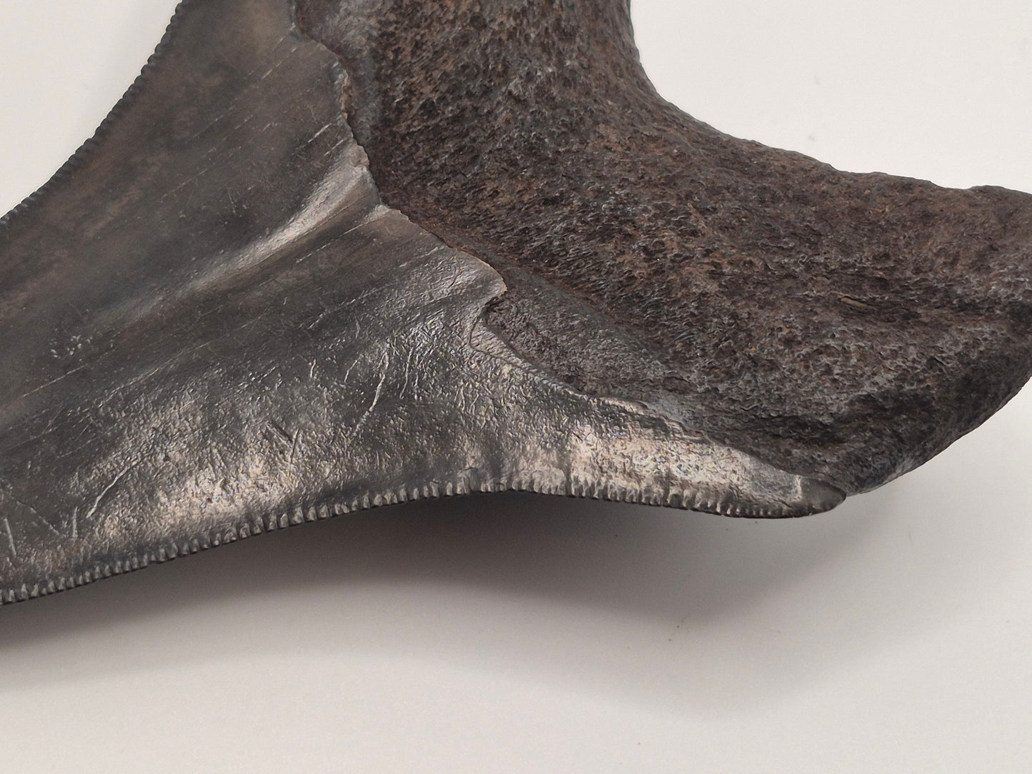 3.8" Megalodon Tooth(Georgia)