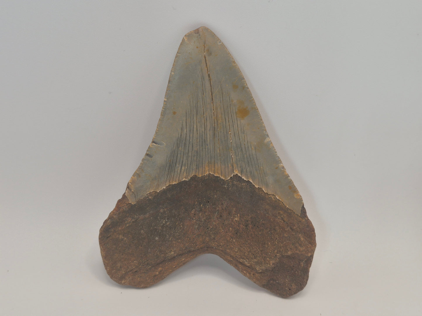 4.29" Megalodon Tooth(North Carolina)