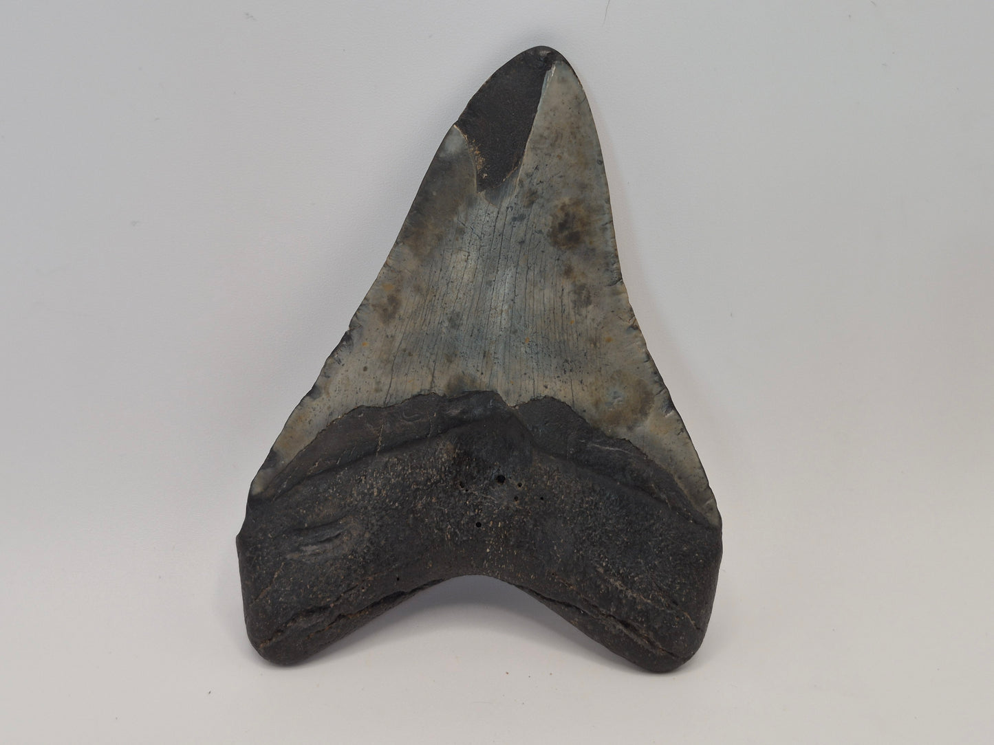 4.3" Megalodon Tooth(North Carolina)