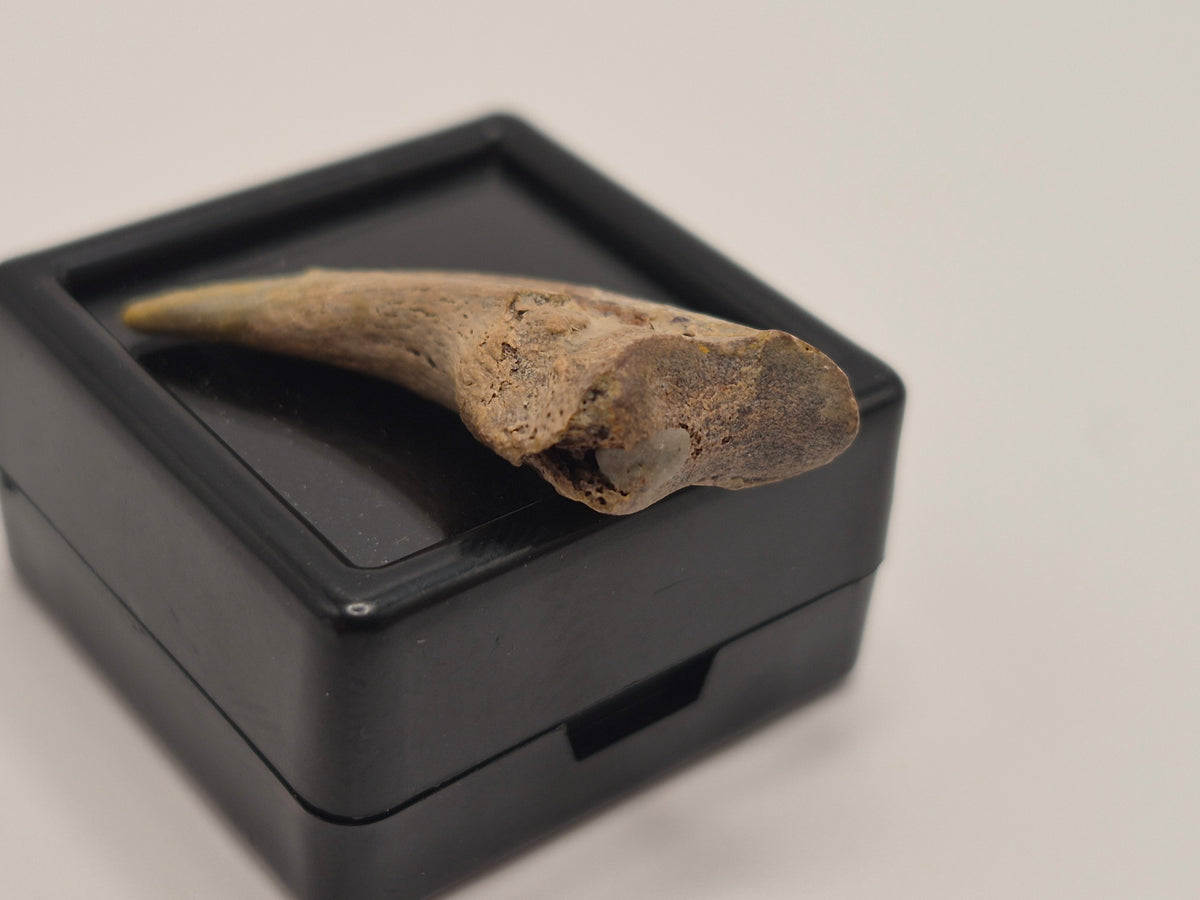 1.18" Troodon Toe Claw(Judith River)
